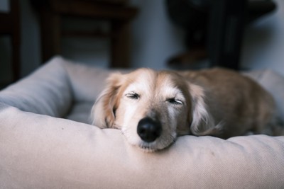 犬用ベッドで眠る犬