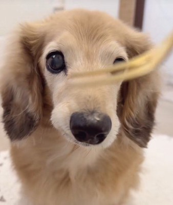 フォークだけ近付けると…