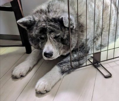 困り顔