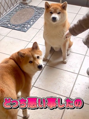 いたずらの犯人を調査