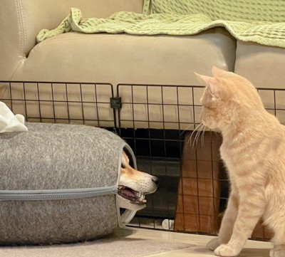 猫用ハウスにわんこが！？