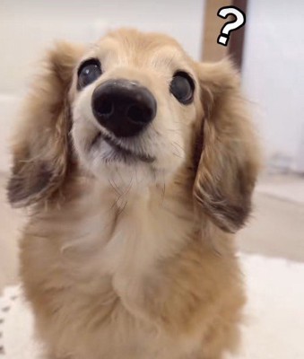 「いちごはどこに行ったの？」