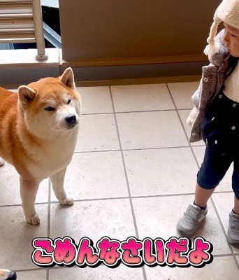 反省するこむぎちゃん