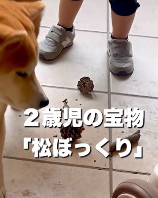 松ぼっくりが壊された