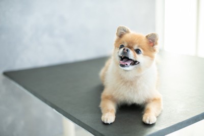 ふせをする犬