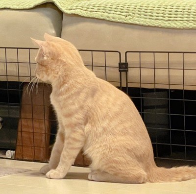 見つめる猫ちゃん
