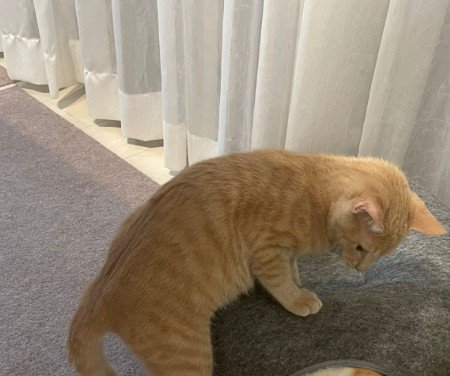復讐を企てる猫ちゃん