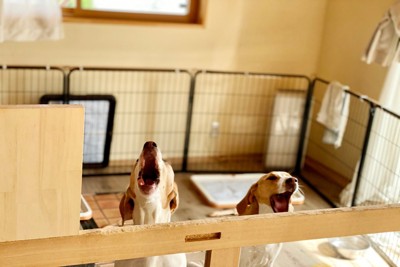 柵の中で吠え続ける犬たち