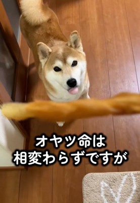 おやつを見るハルちゃん