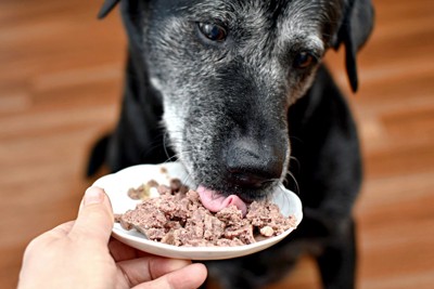 顔の白髪の多い黒い犬、食べる