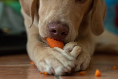 ニンジンをかじる犬の口元のアップ