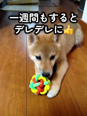 デレデレになったママ