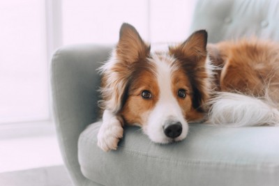 穏やかな表情でソファに伏せる立ち耳の犬