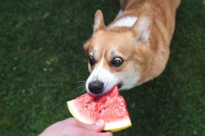 スイカを食べるコーギー