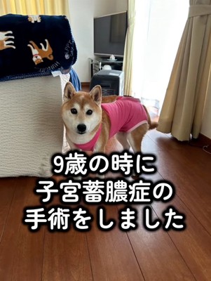 病気になったハルちゃん