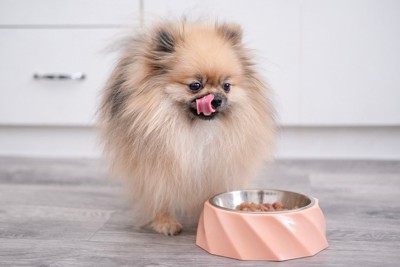 舌を出したポメラニアン、食器にフード