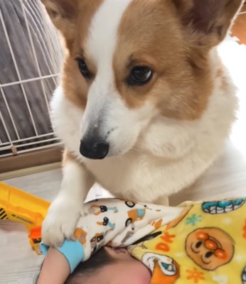 腕にお手する犬