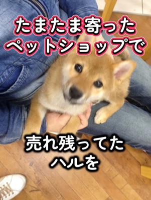 売れ残っていたハルちゃん