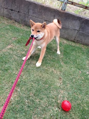 引っ張りっこするハルちゃん