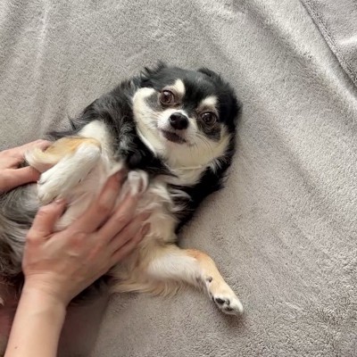 撫で