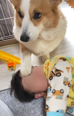 男の子のおでこにお手する犬