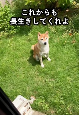 おすわりするハルちゃん