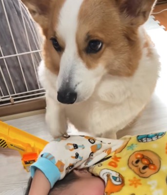 真顔の犬