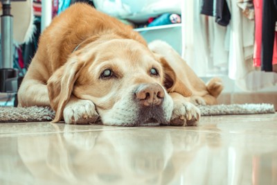 ラグの上で伏せる白内障のシニア犬