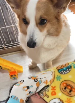 見つめる犬