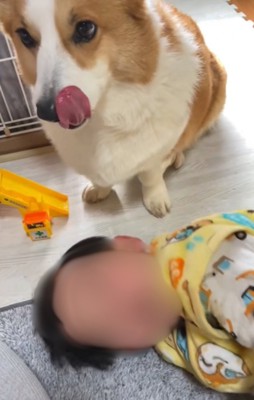 見つめる犬