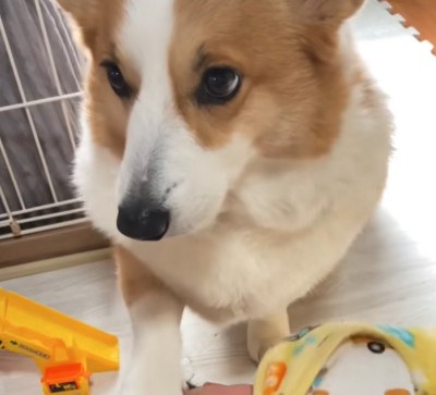 真剣な顔の犬