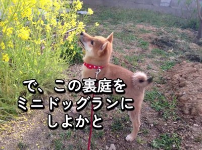 花のにおいを嗅ぐハルちゃん