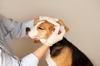獣医師に点耳されている犬