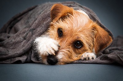 不安そうに毛布につつまる犬