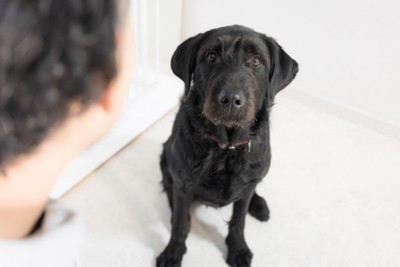 座っている黒い犬