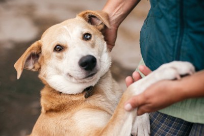 不安そうな犬を宥める女性の手