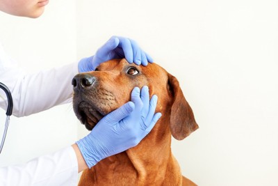 目を獣医師にチェックされている犬