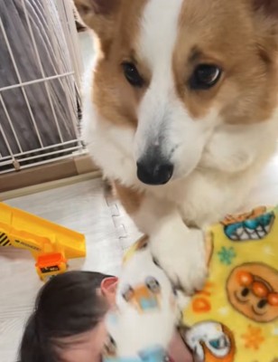お手する犬