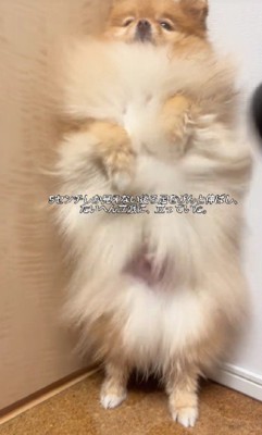 ドライヤーのときも二本足