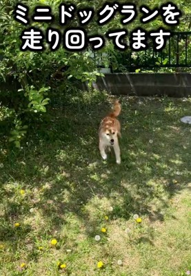 走り回るハルちゃん