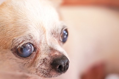 白内障にかかっている犬の目元