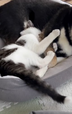 子猫の保護猫、たまちゃん