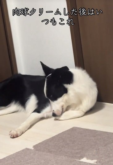 舐め続けるリコちゃん