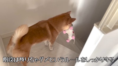 お口にくわえて階段へ移動