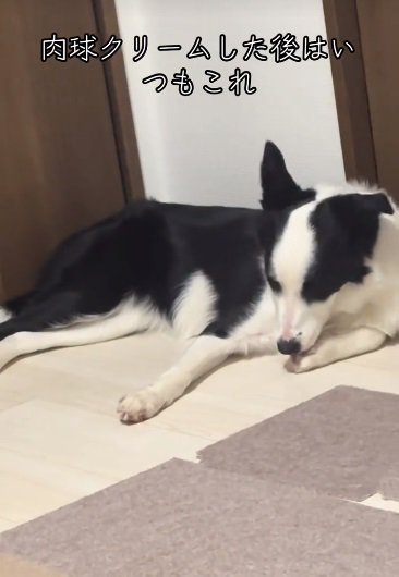 前足を舐めるリコちゃん