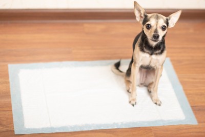 ペットシーツの上に座る犬