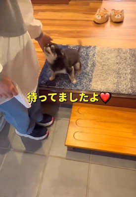 しっぽをブンブン♪