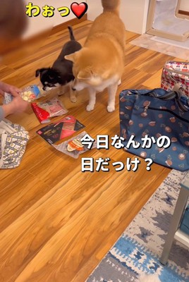 オヤツをたくさんもらいました！