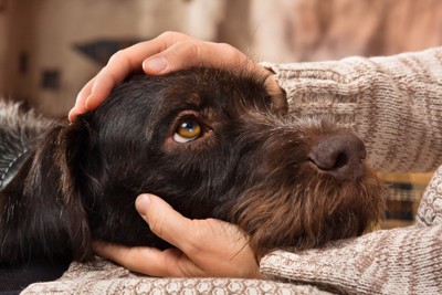 両手で顔を包まれている犬