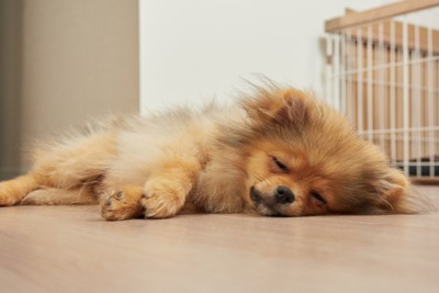 横たわるポメの子犬